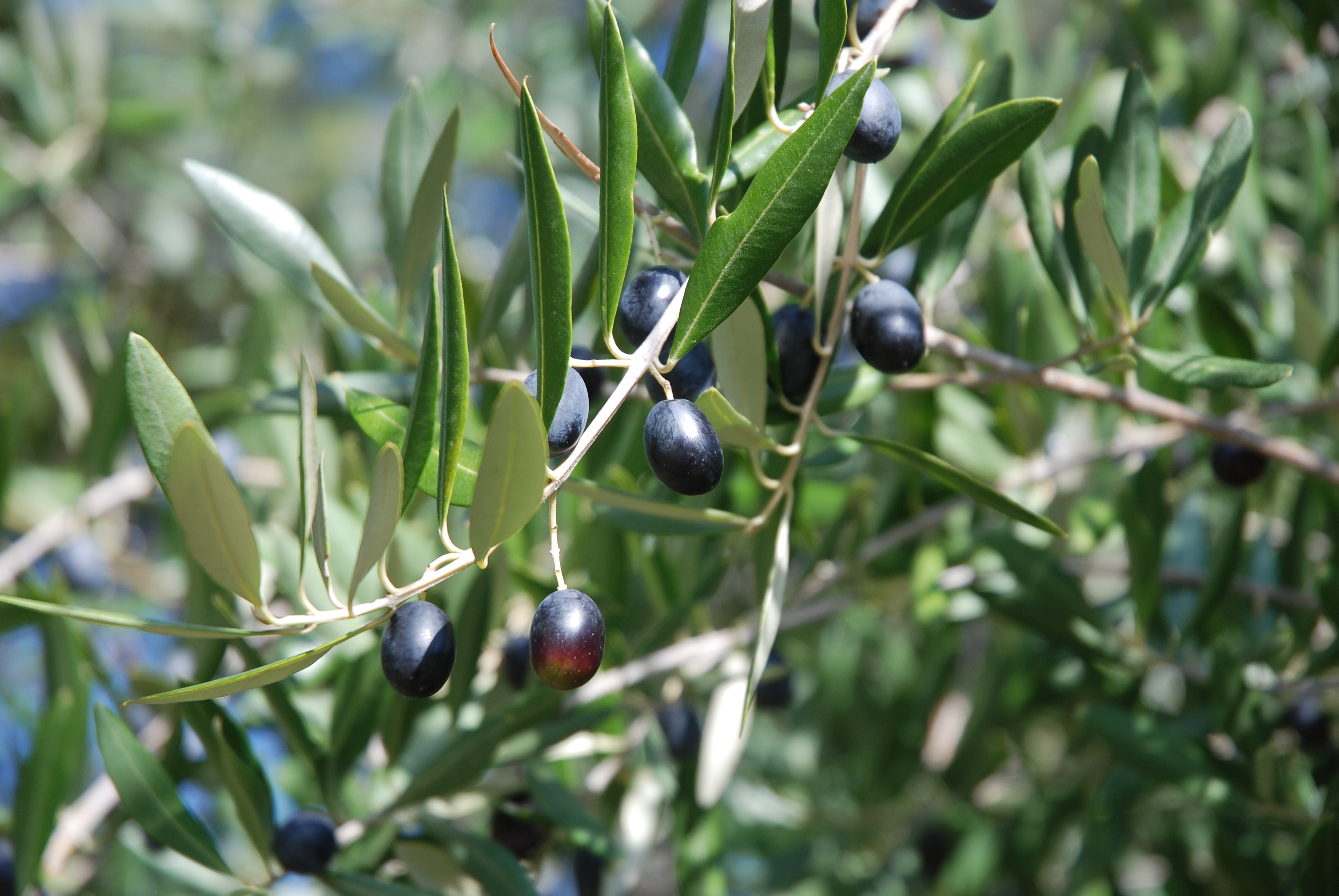 Olive tree in provence