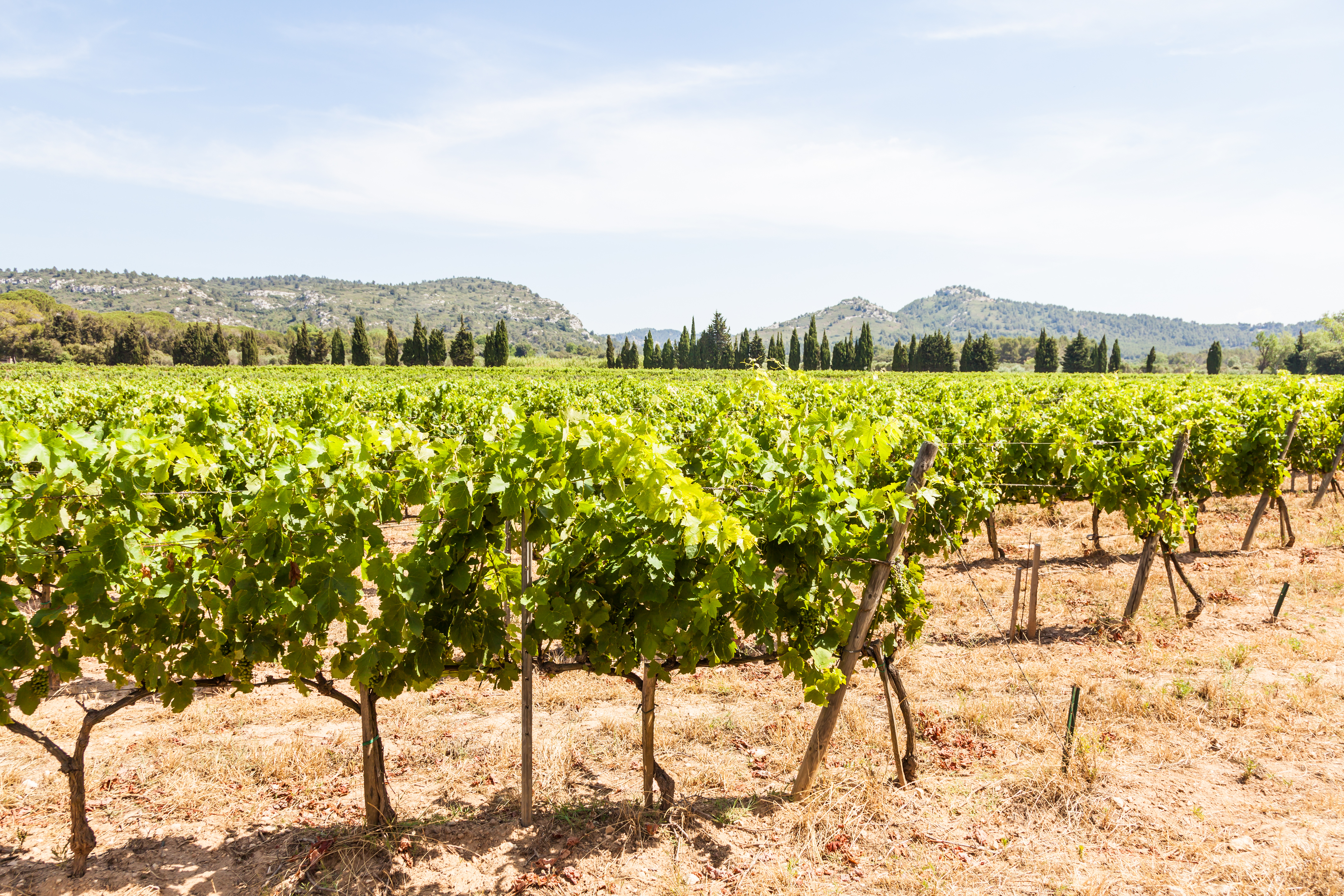 Provence region in south france perfect vineyard in july