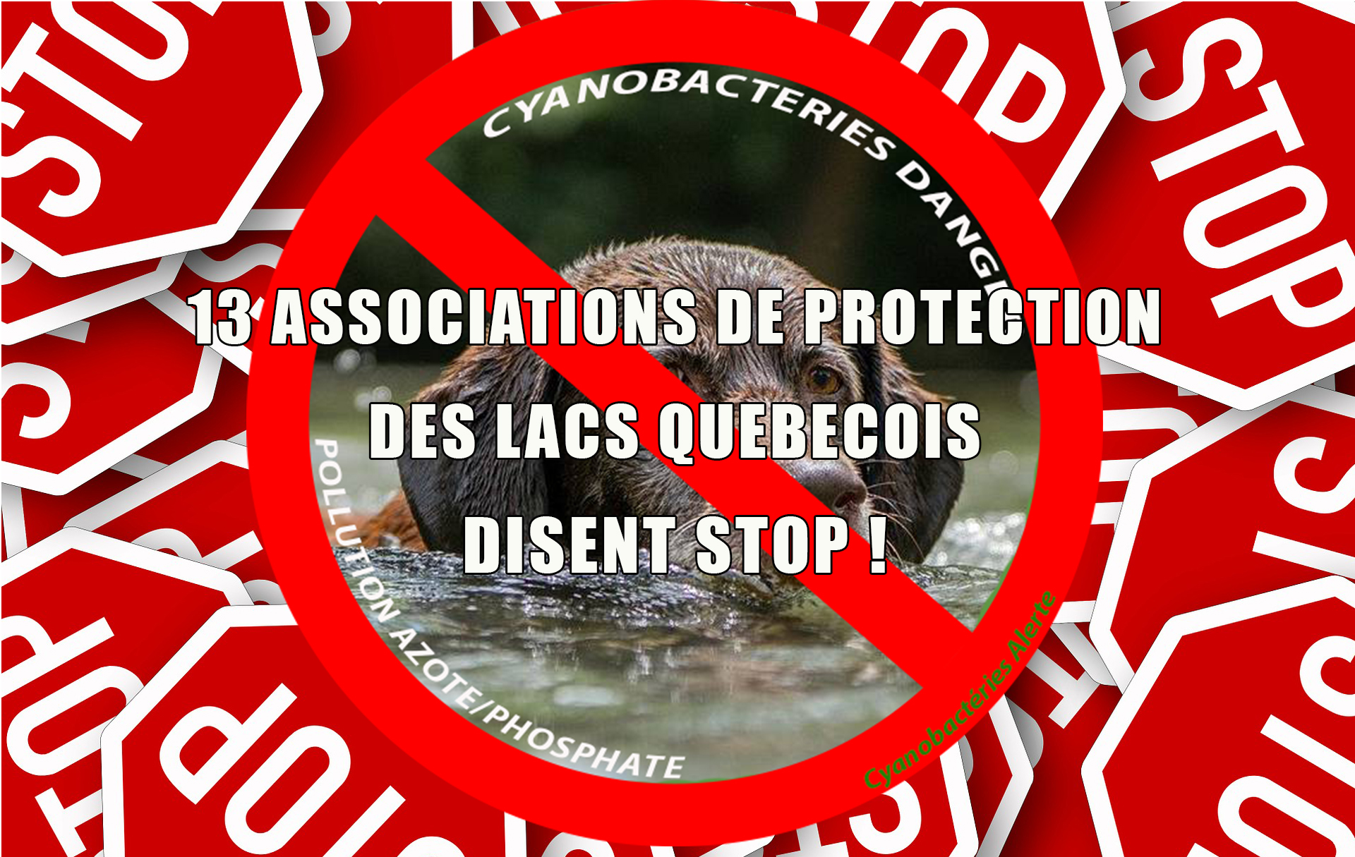 Cyanobactéries-Ils disent STOP