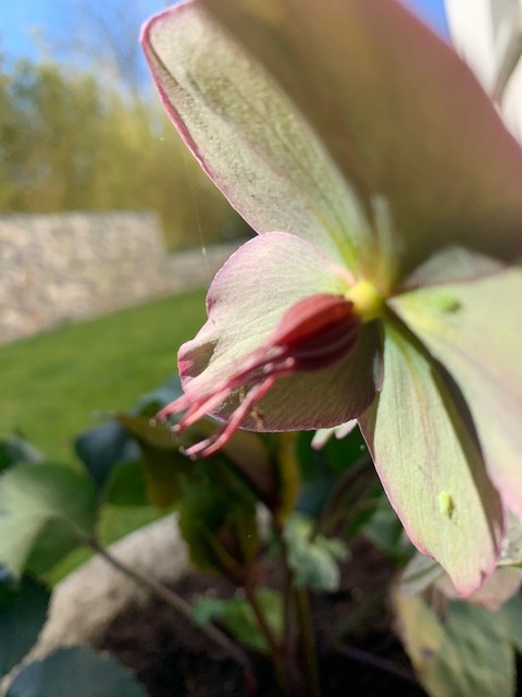 4fleurs3