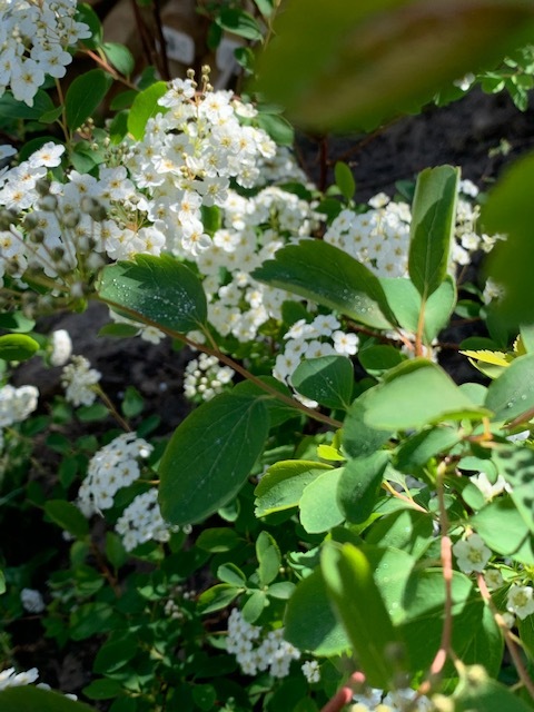 2fleurs