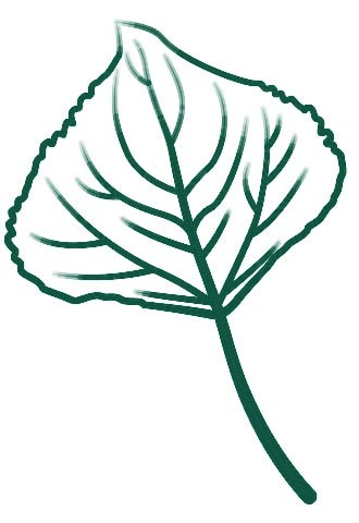 Lombardy-poplar-leaf-coloring-page-copie