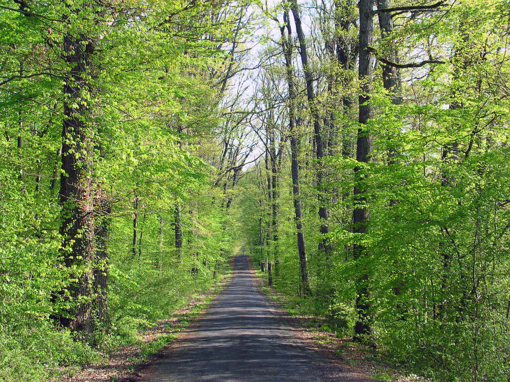 Sous bois ravel