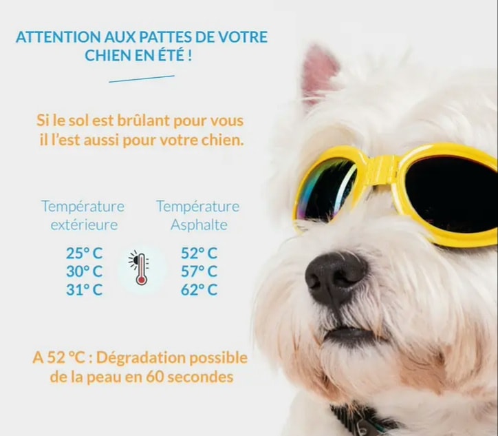 ATTENTION à vos chiens !!