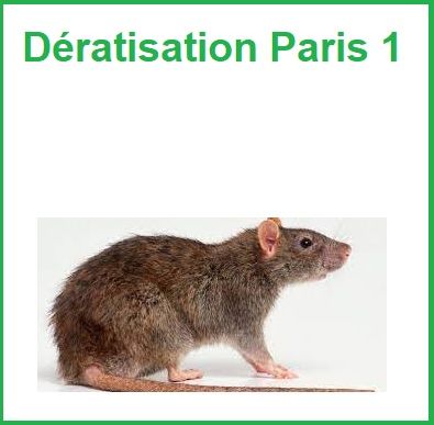 Dératisation Paris 1