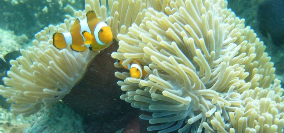 Nemo-snorkeling-copie