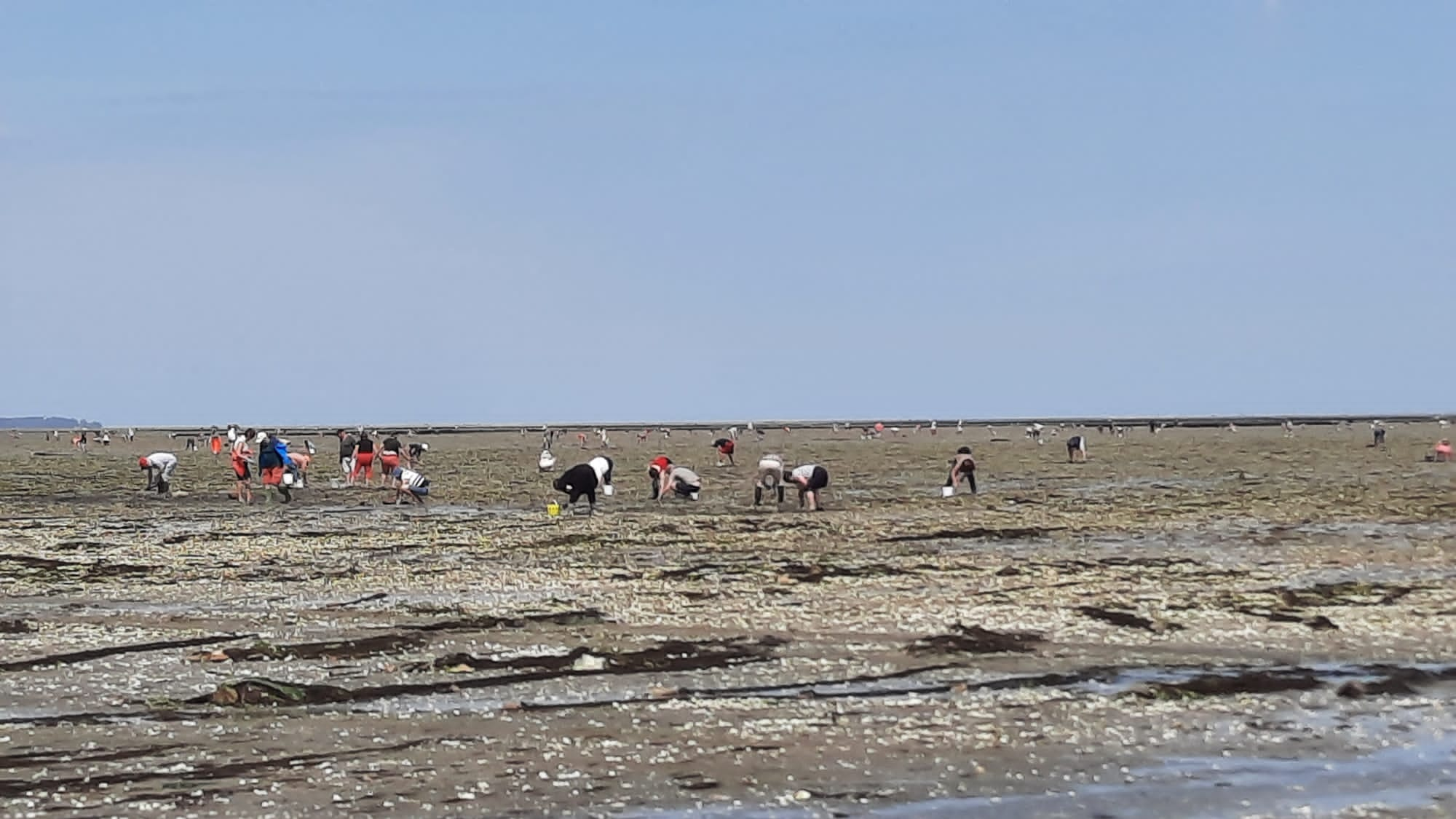 Pêche à la palourde au passage du Gois