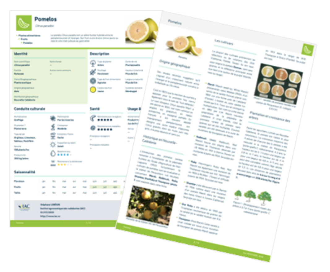 Visuel-fiches-pomelos