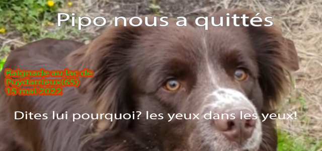 65220 lac de puydarrieux a puydarrieux dc d un chien pourquoi petit le 15 mai 2022
