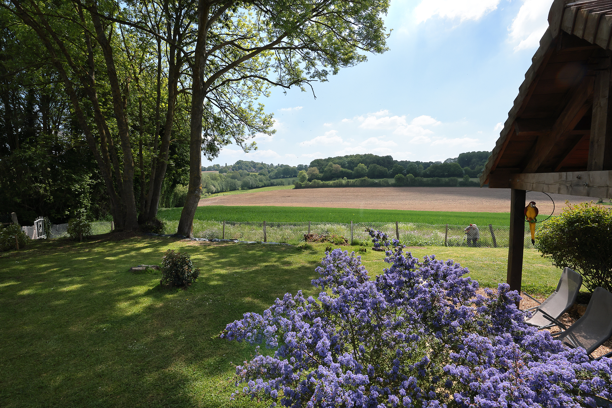 Pano fleurs bleues vue champ