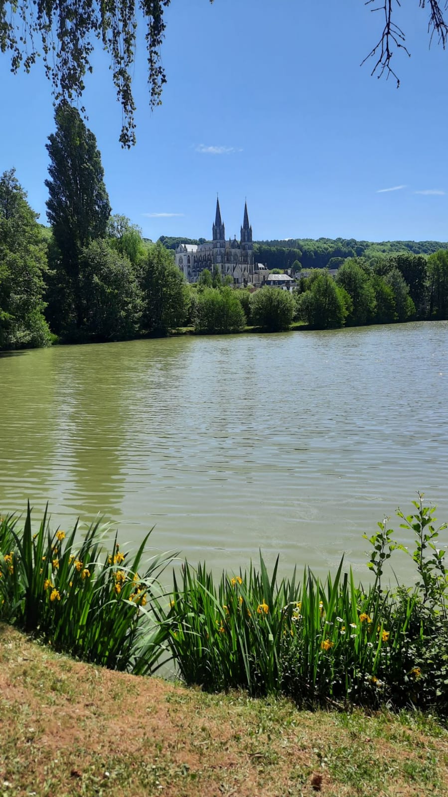 Perche basilique 