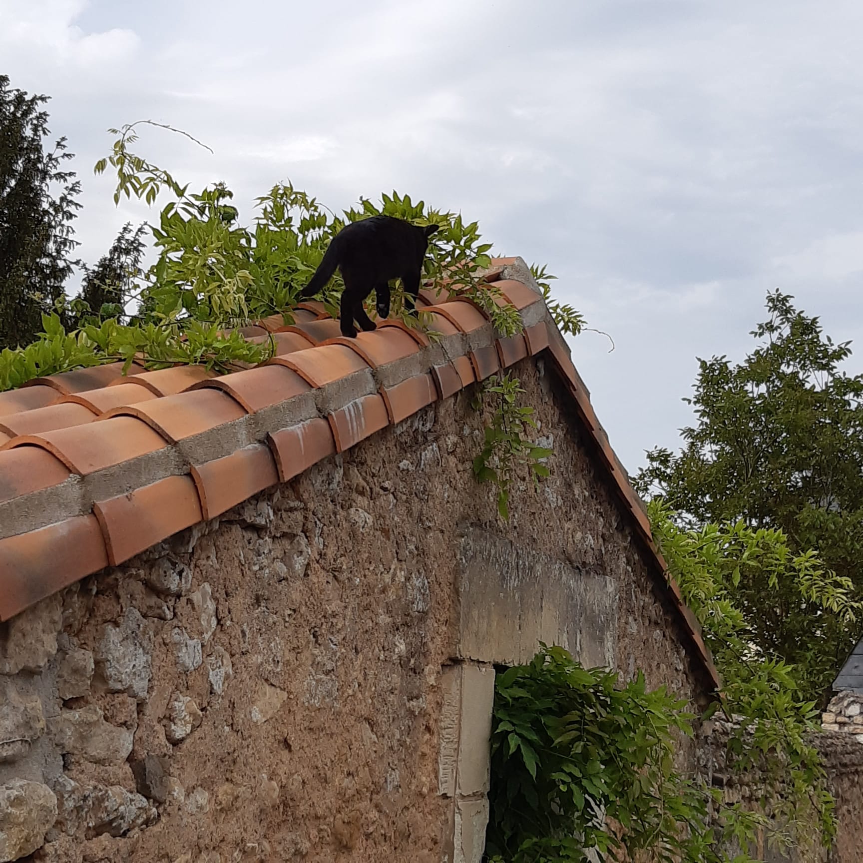 Un chat sur un toit brûlant 