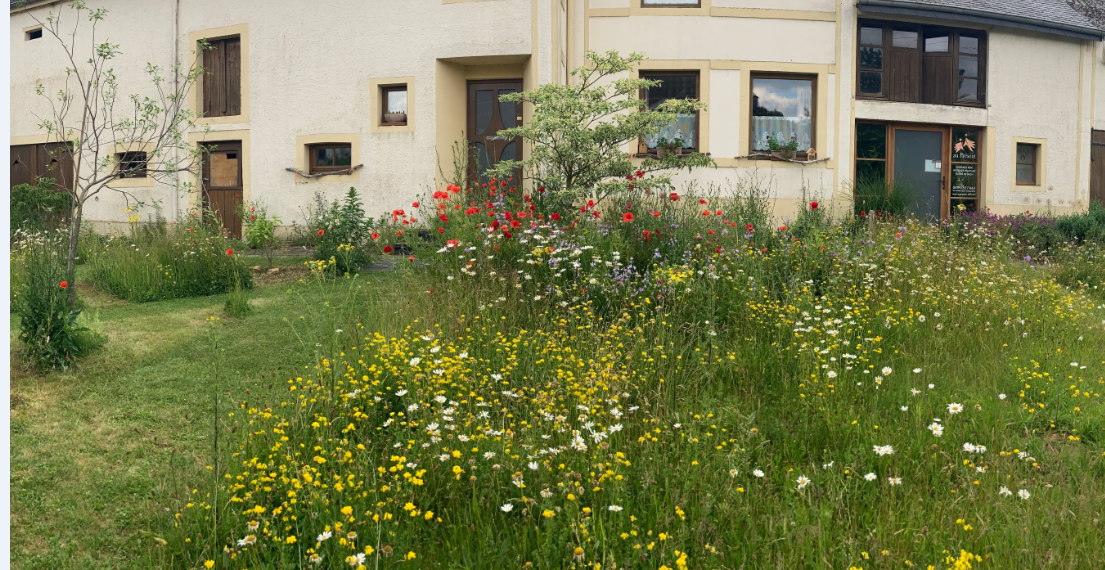 Fleurs sauvages nature admise