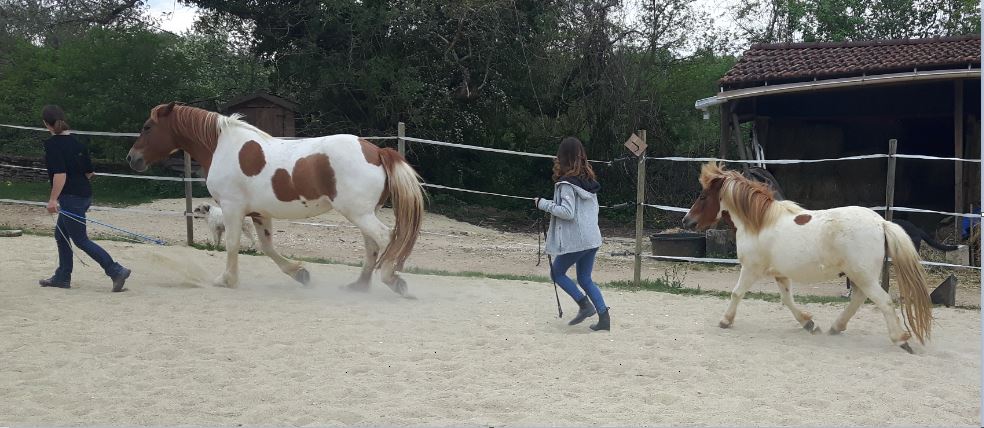 Equitation éthologique