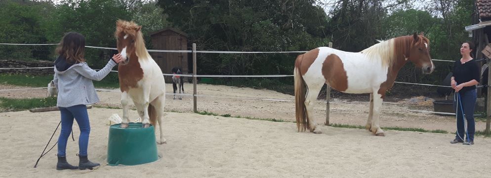 Equitation éthologique