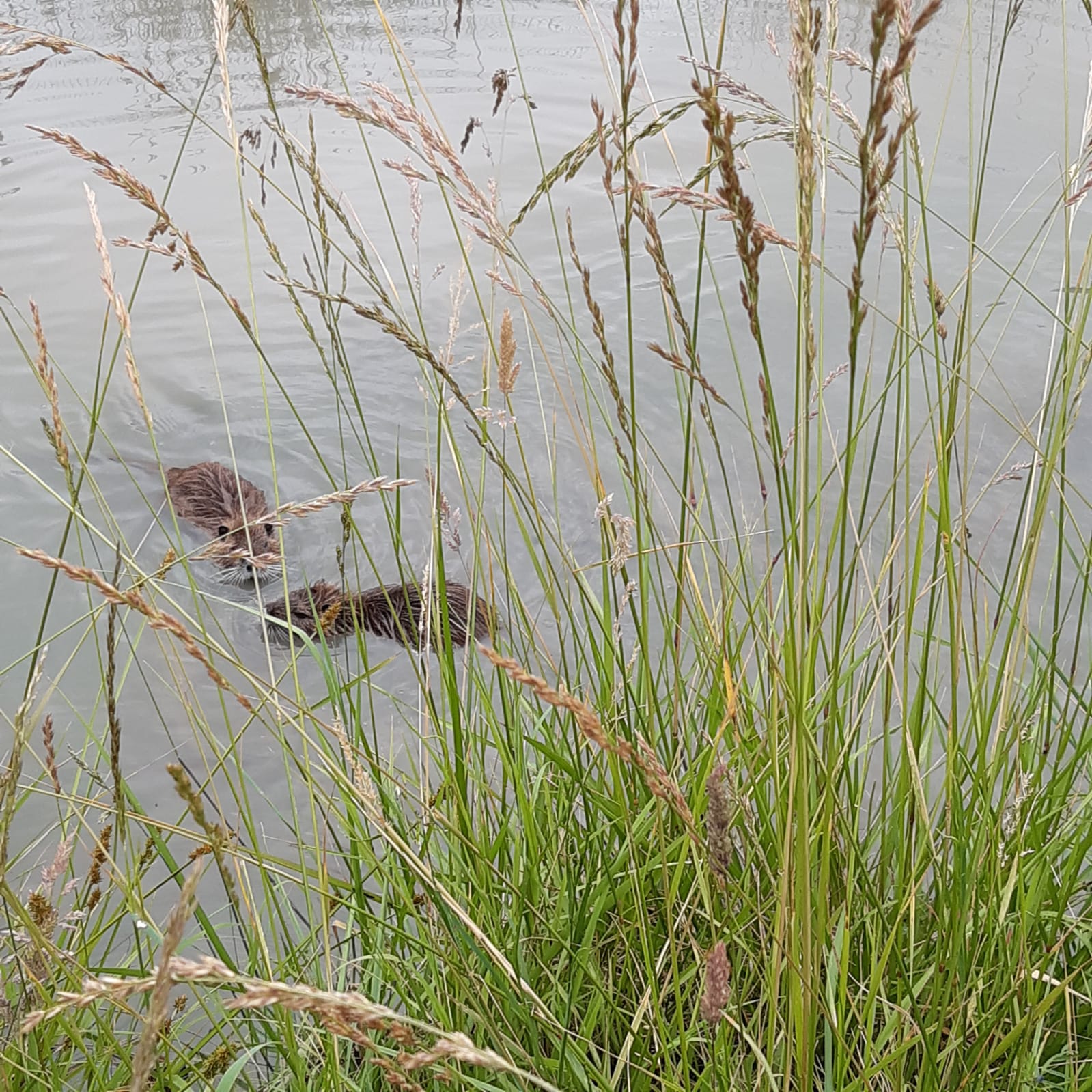 Des rats musqués, à moins que ce ne soient des ragondins