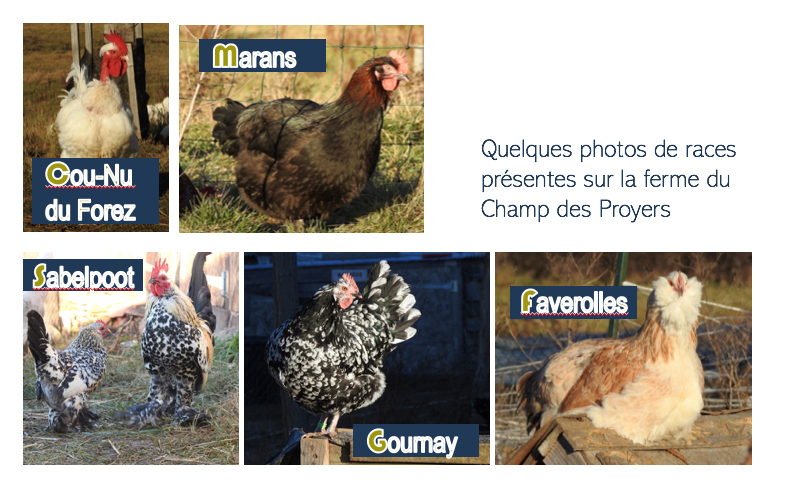 Cou nu du forez, marans, Sabelpoot, Gournay, Faverolles du Champ des proyers