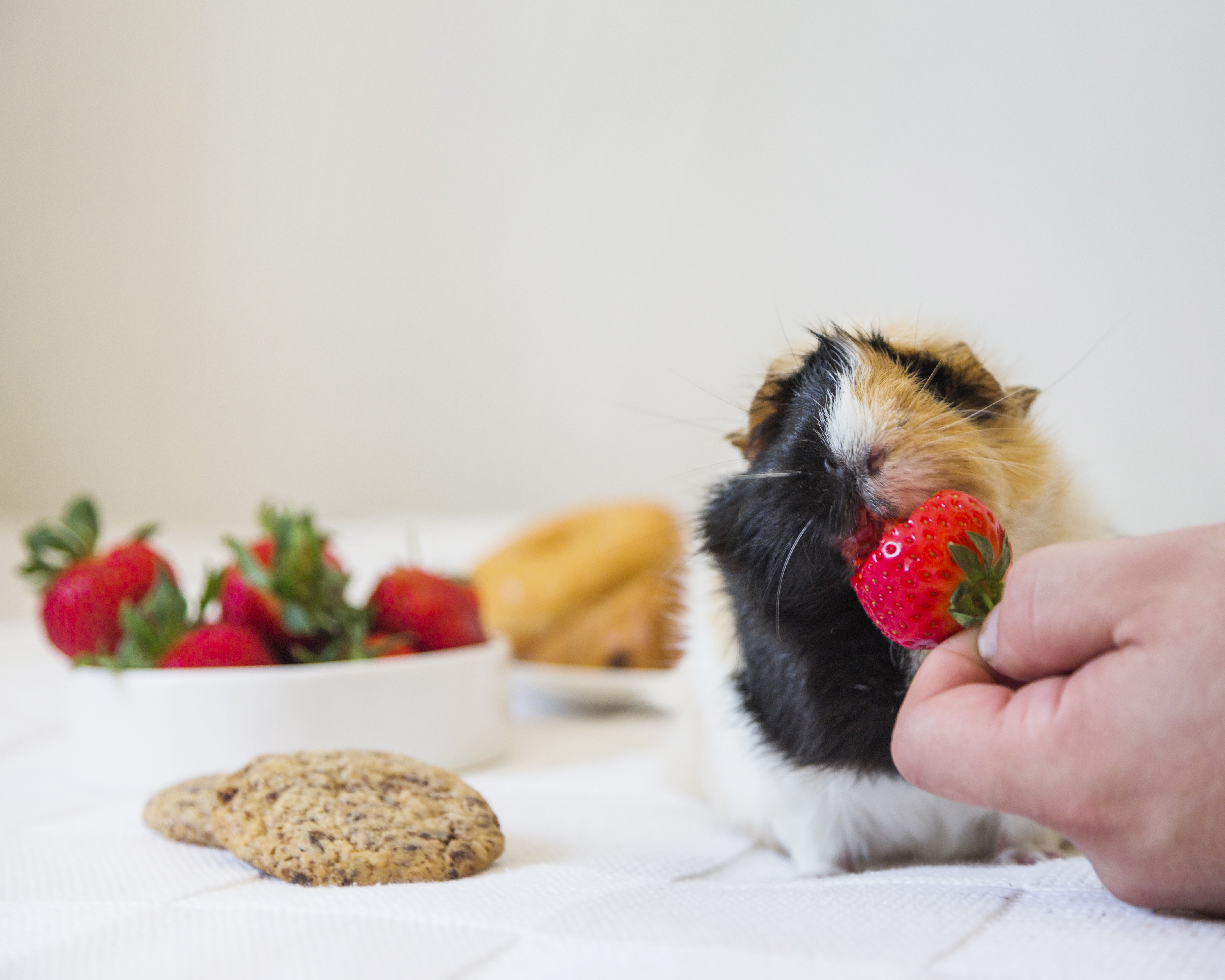 Person s hand feeding strawberry to rabbit