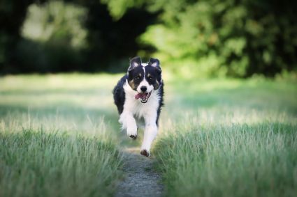 Closeup of border collie dog running in the field