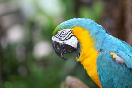 Blue and yellow macaw ara ararauna macaw parrot on nature background