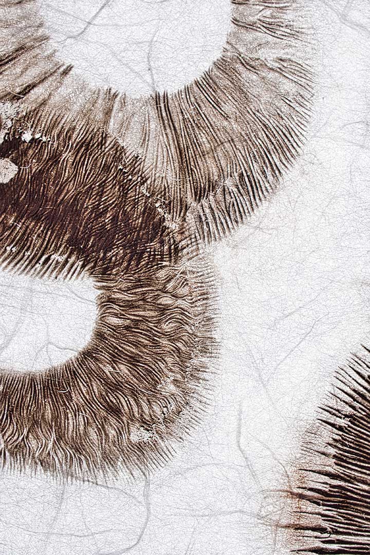 Spores