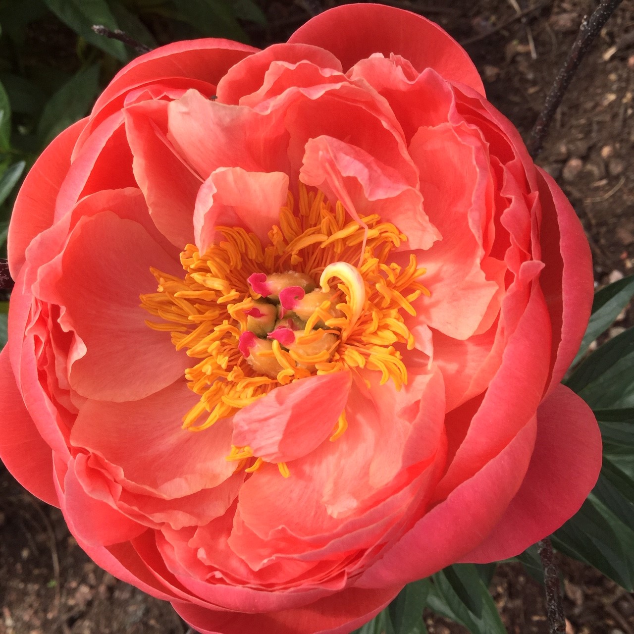 Papaver-Coral-Reef-