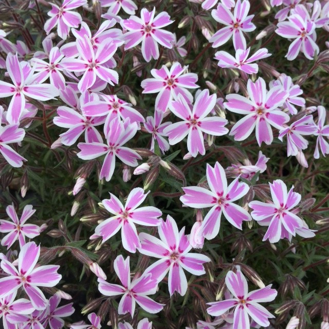 Phlox-subulata-Candy-Stripe-