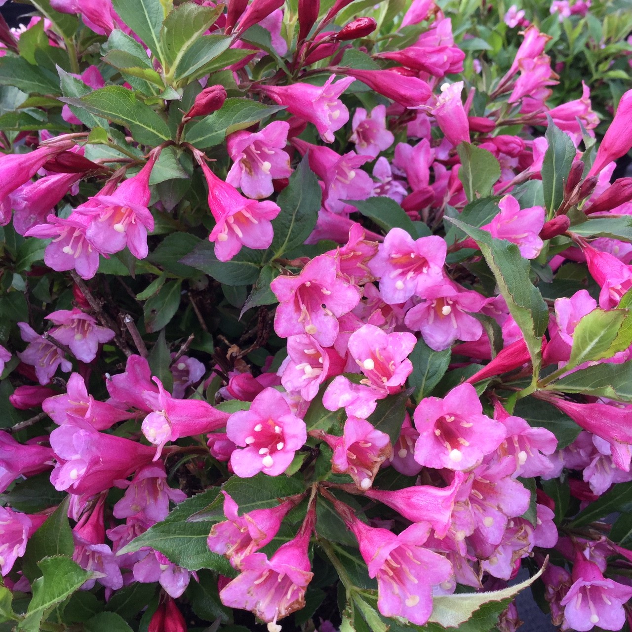 Weigelia-x-Minuet