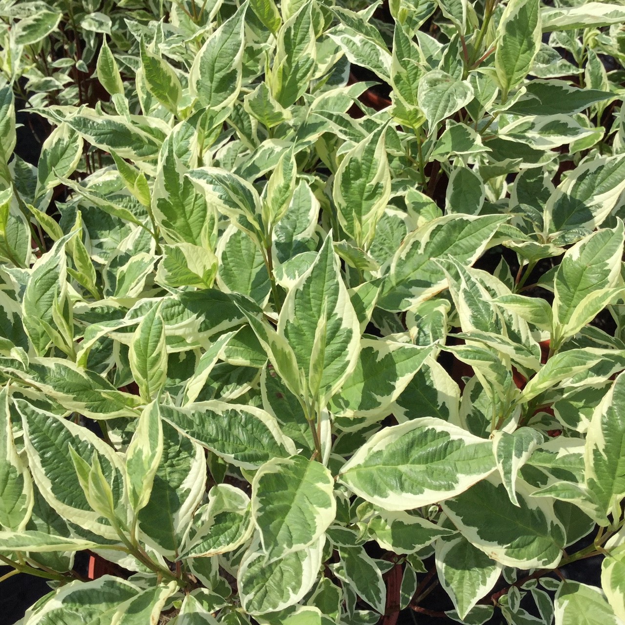 Cornus-Ivory-Halo-