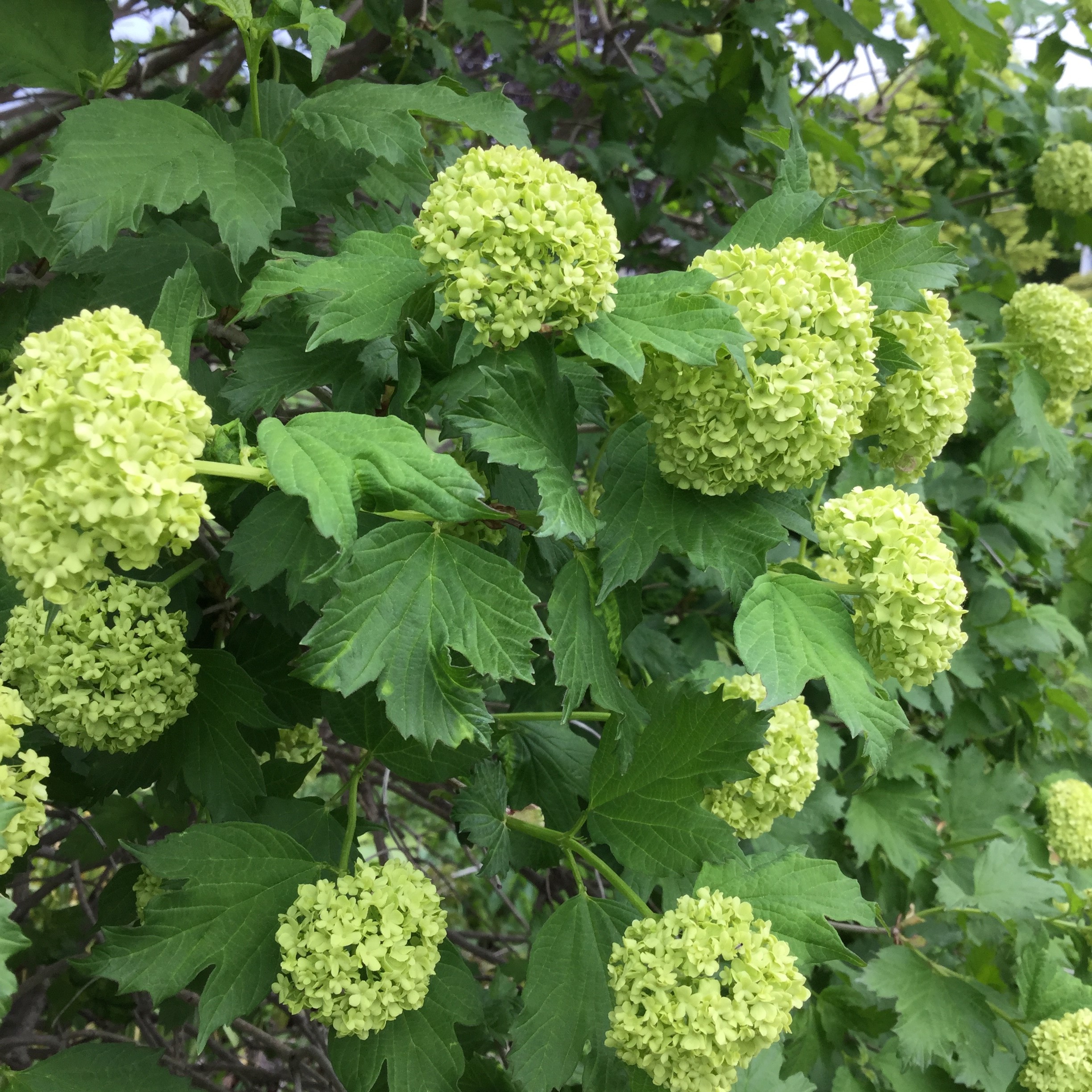 Viburnum