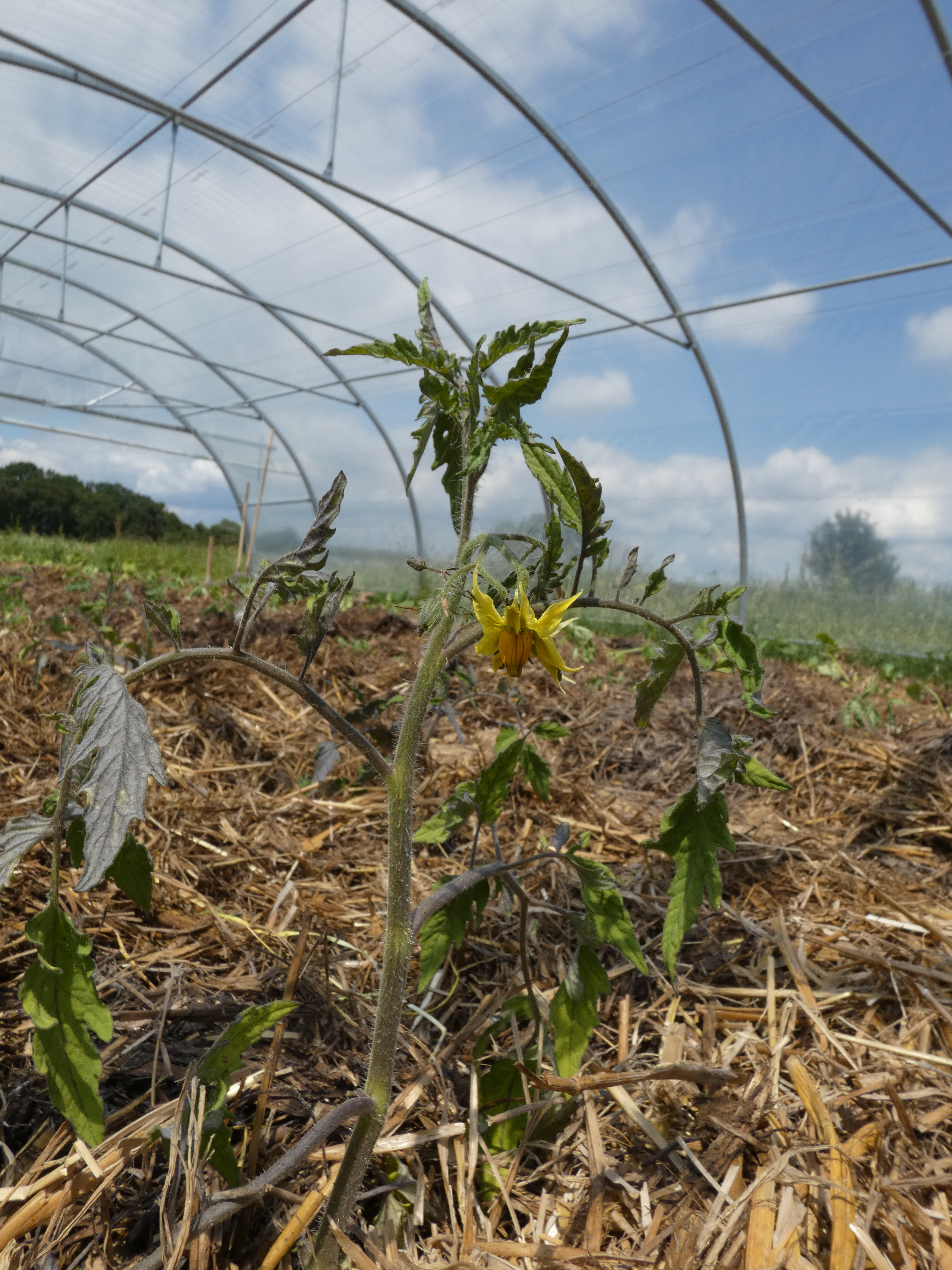 Plant de tomate