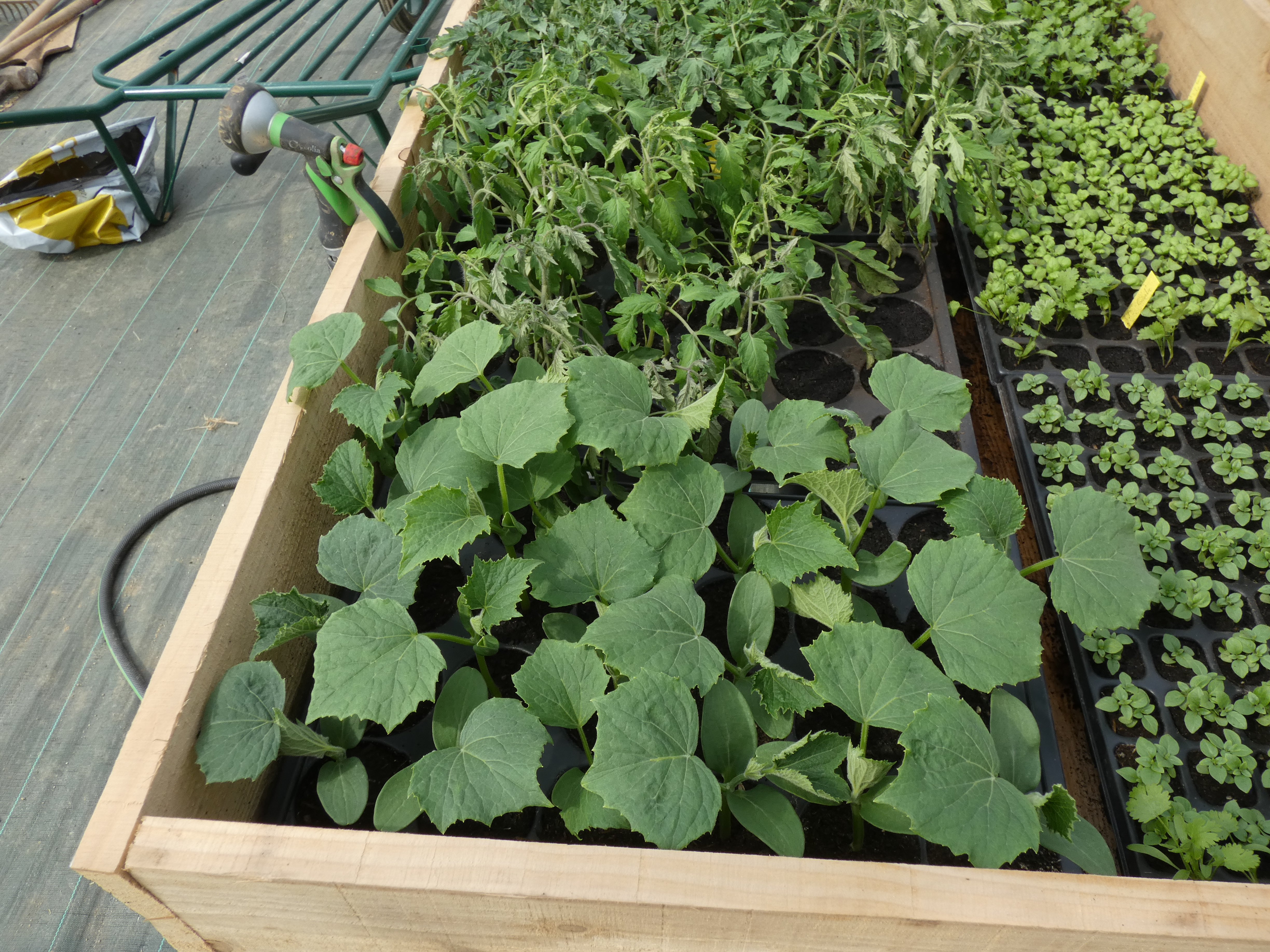 Plants courgettes