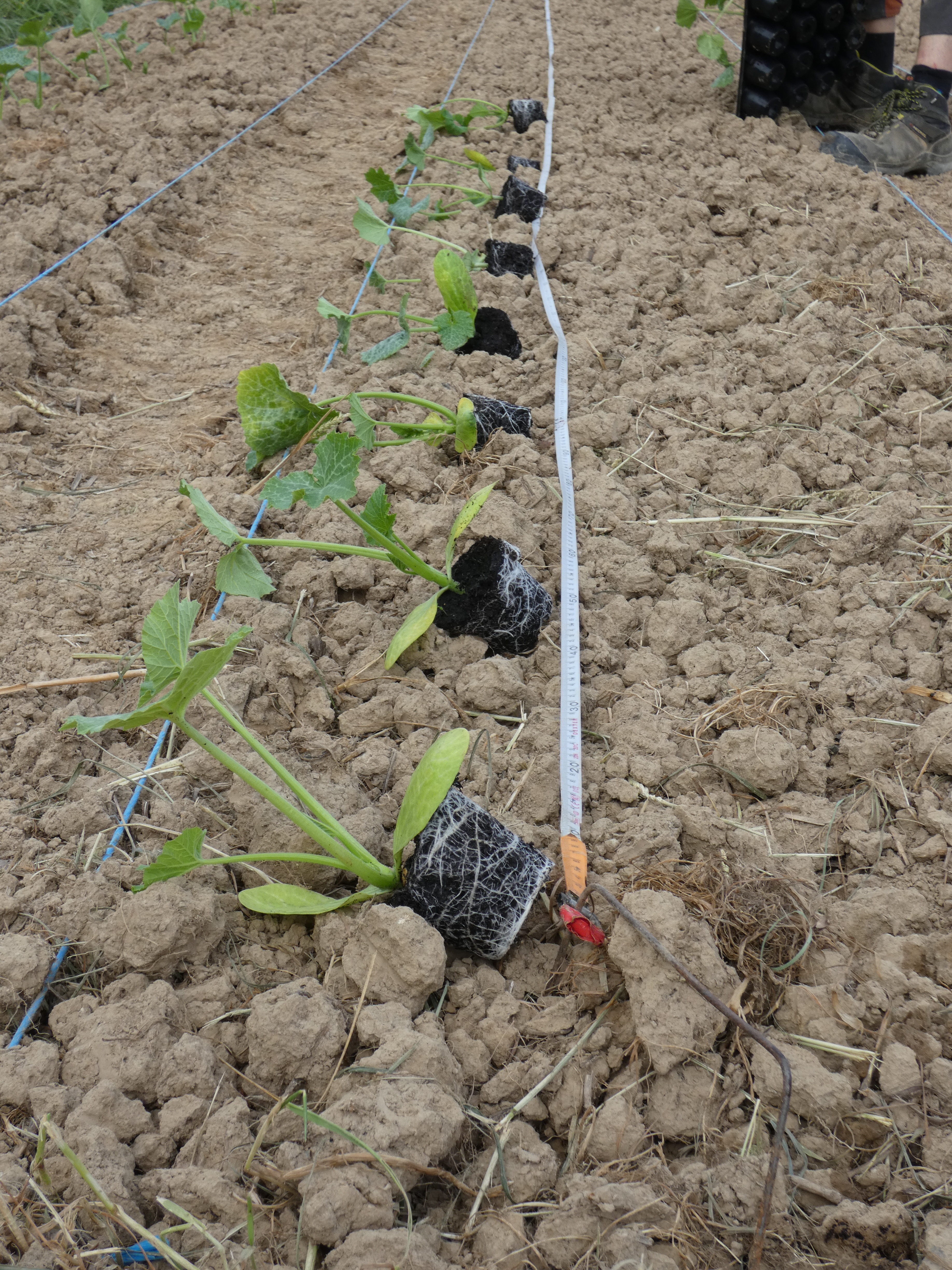 Plantation courgettes