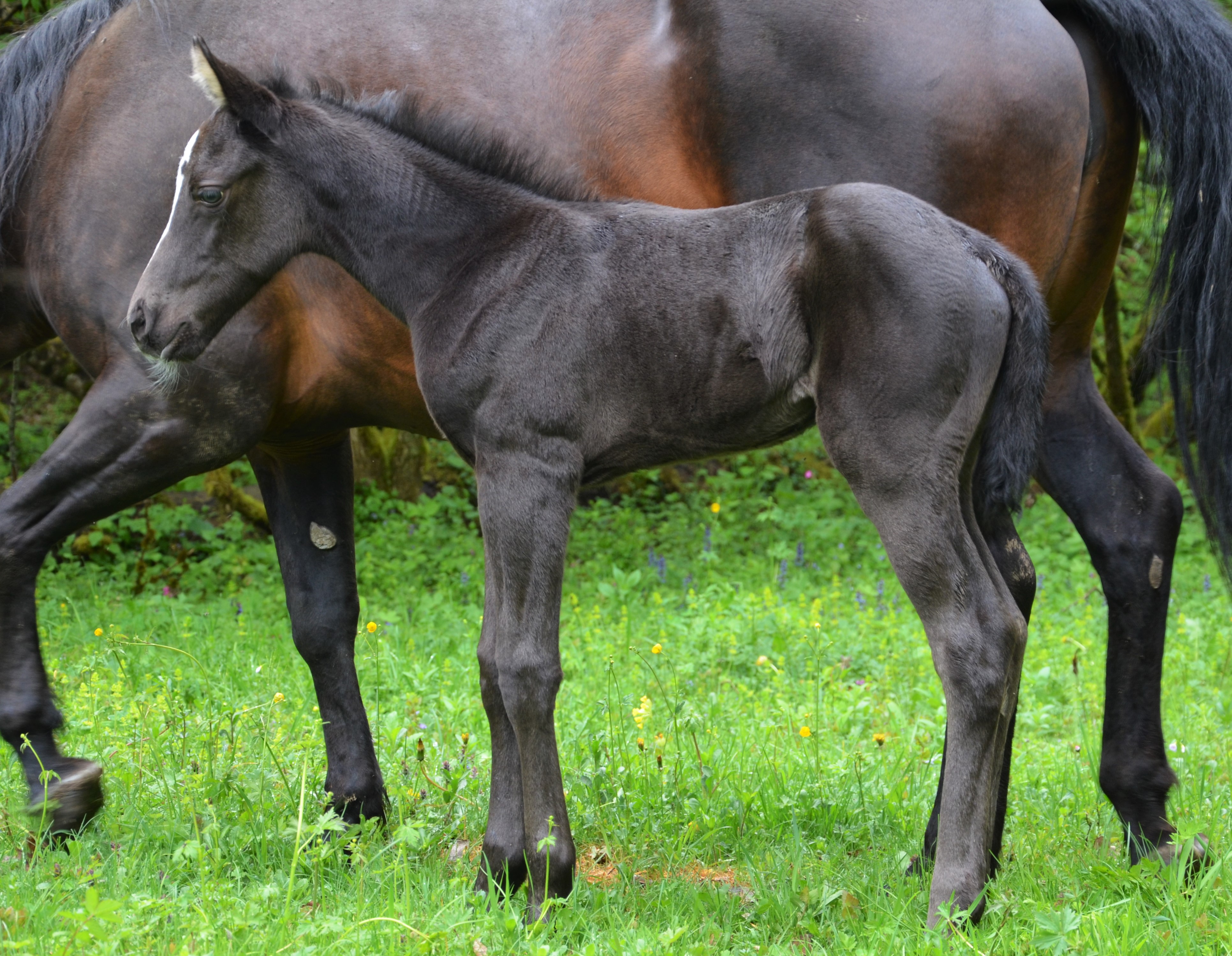 Pouliche Quarter Horse Fondation 87% NFQHA Smoky Grullo / BALDROCK RANCH / Franche-Comté / AQHA NFQHA APHA 