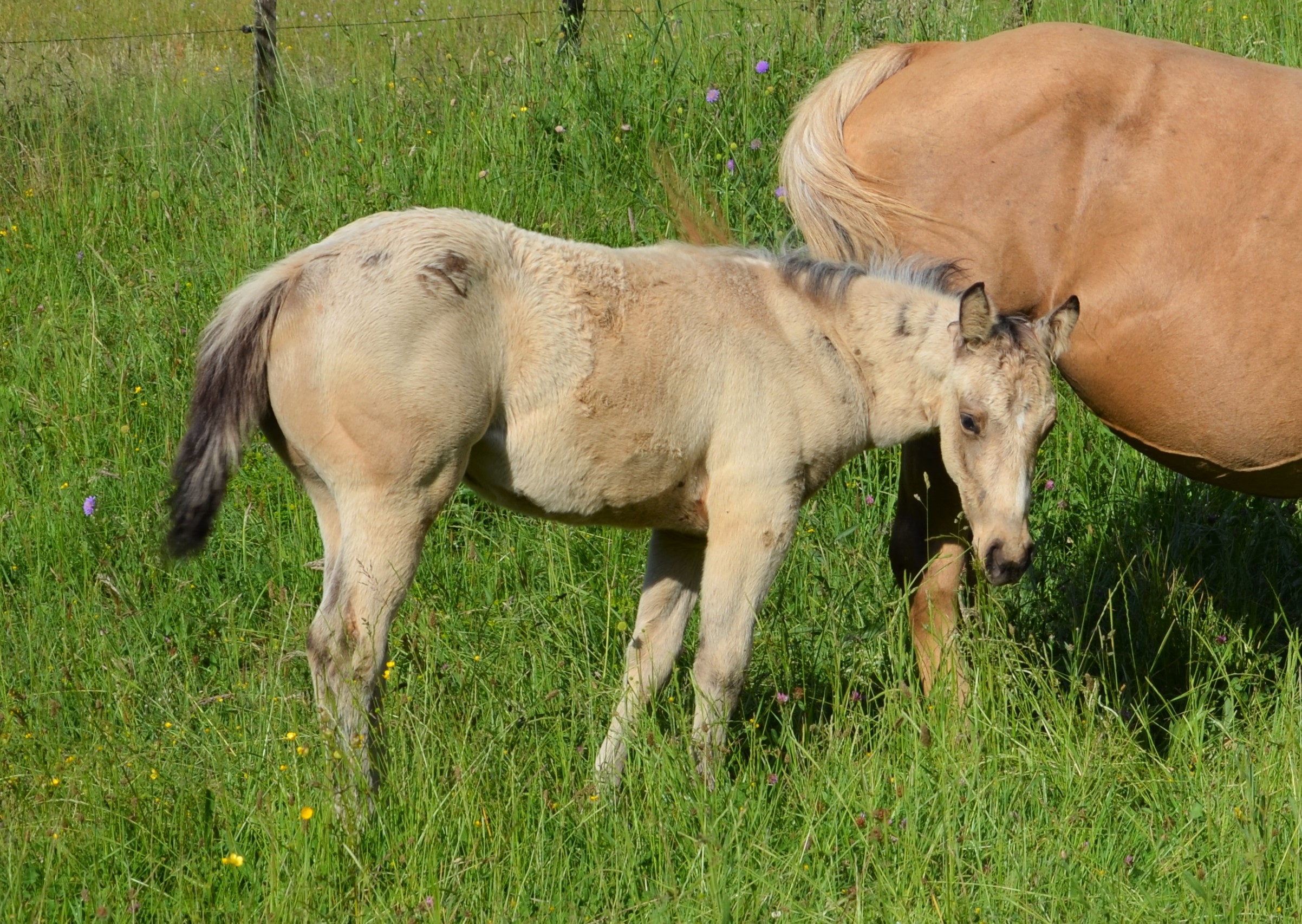 Moon Royal Doc / AQHA fondation cutting cowhorse / pouliche buckskin / Quarter-Horse / Franche-Comté / Baldrock Ranch