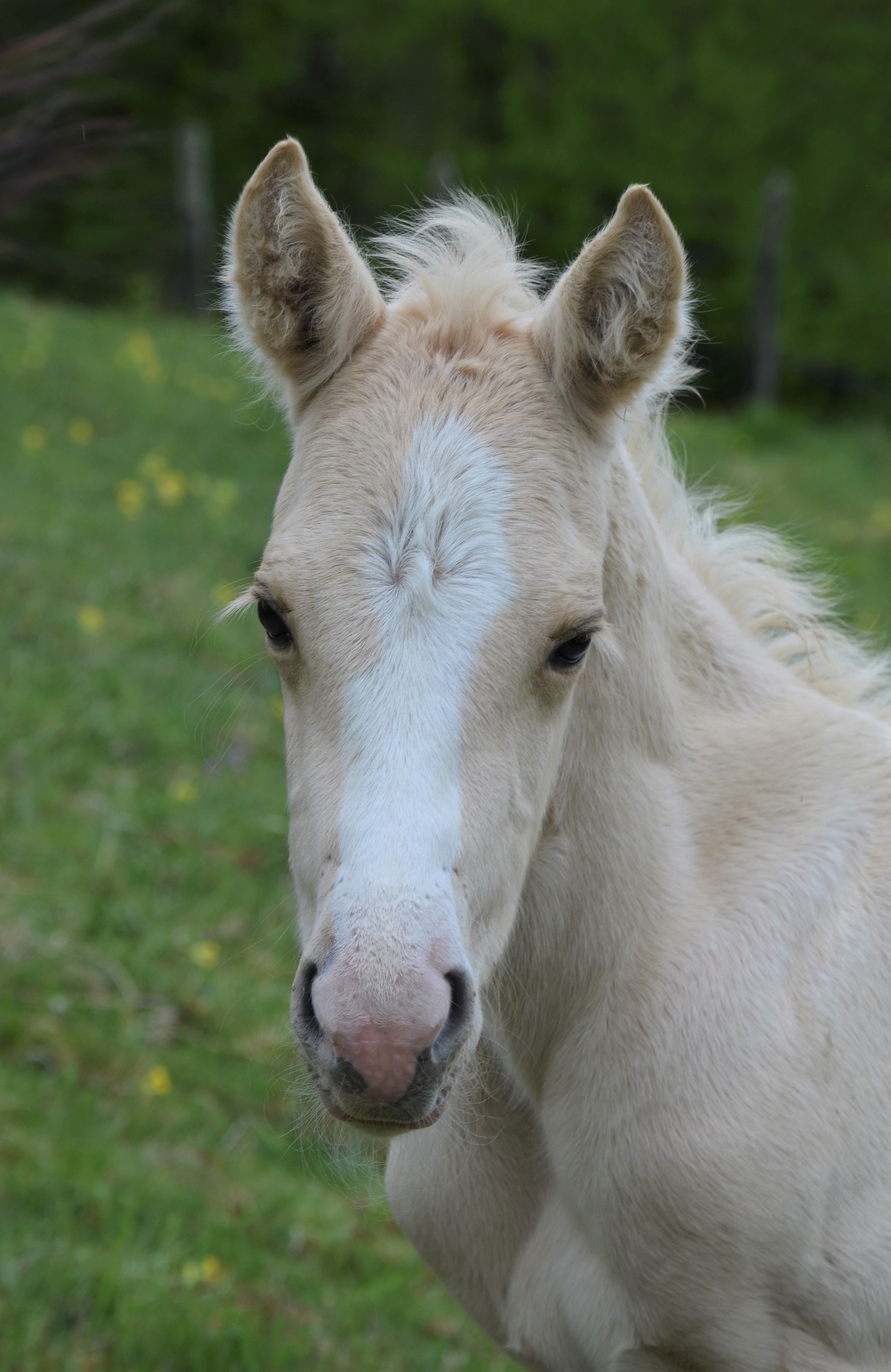 MERLIN HOLLYWOOD JACK / AQHA Fondation NFQHA / ranch horse / quarter horse / BALDROCK RANCH / France / NFQHA