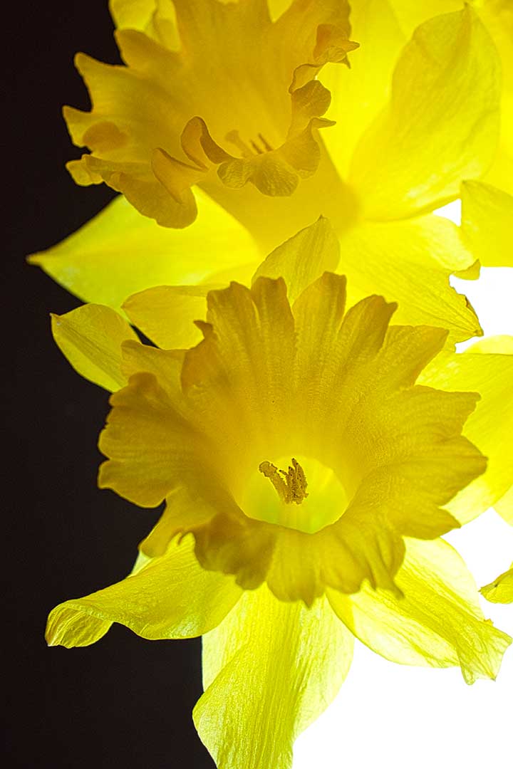 Jonquilles