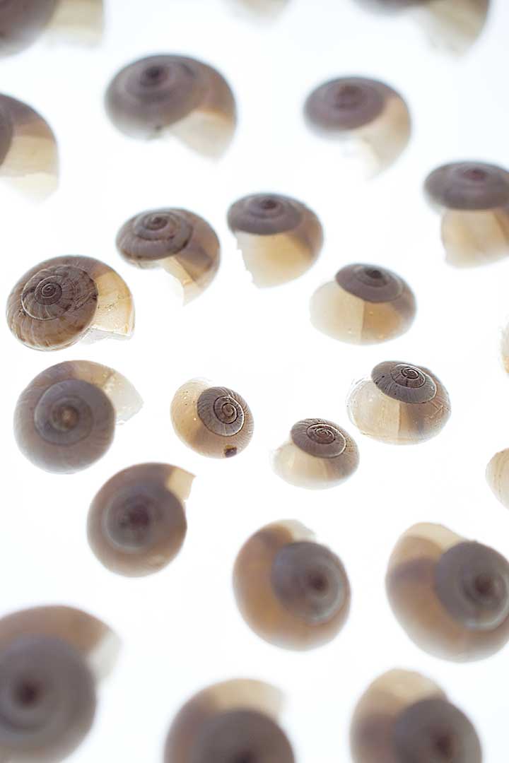Limacons ext