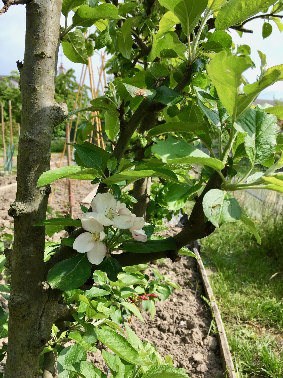 Fleurs-de-pommier