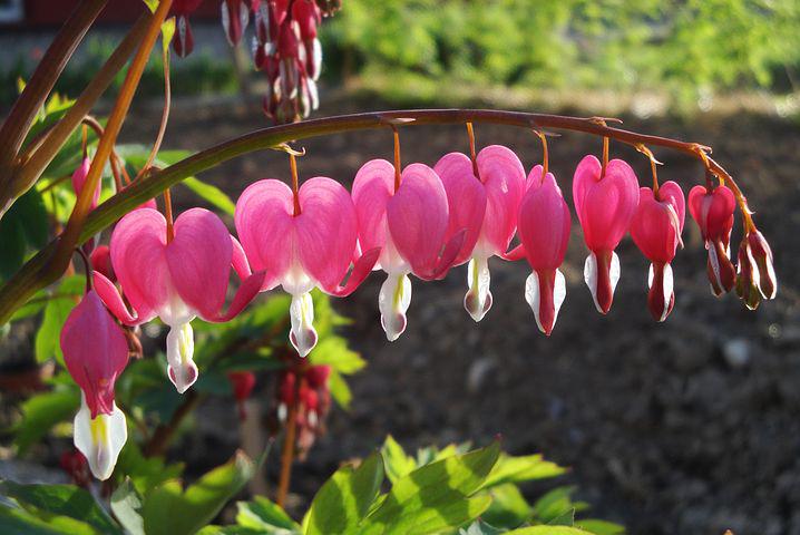 Flower 3505518  480
