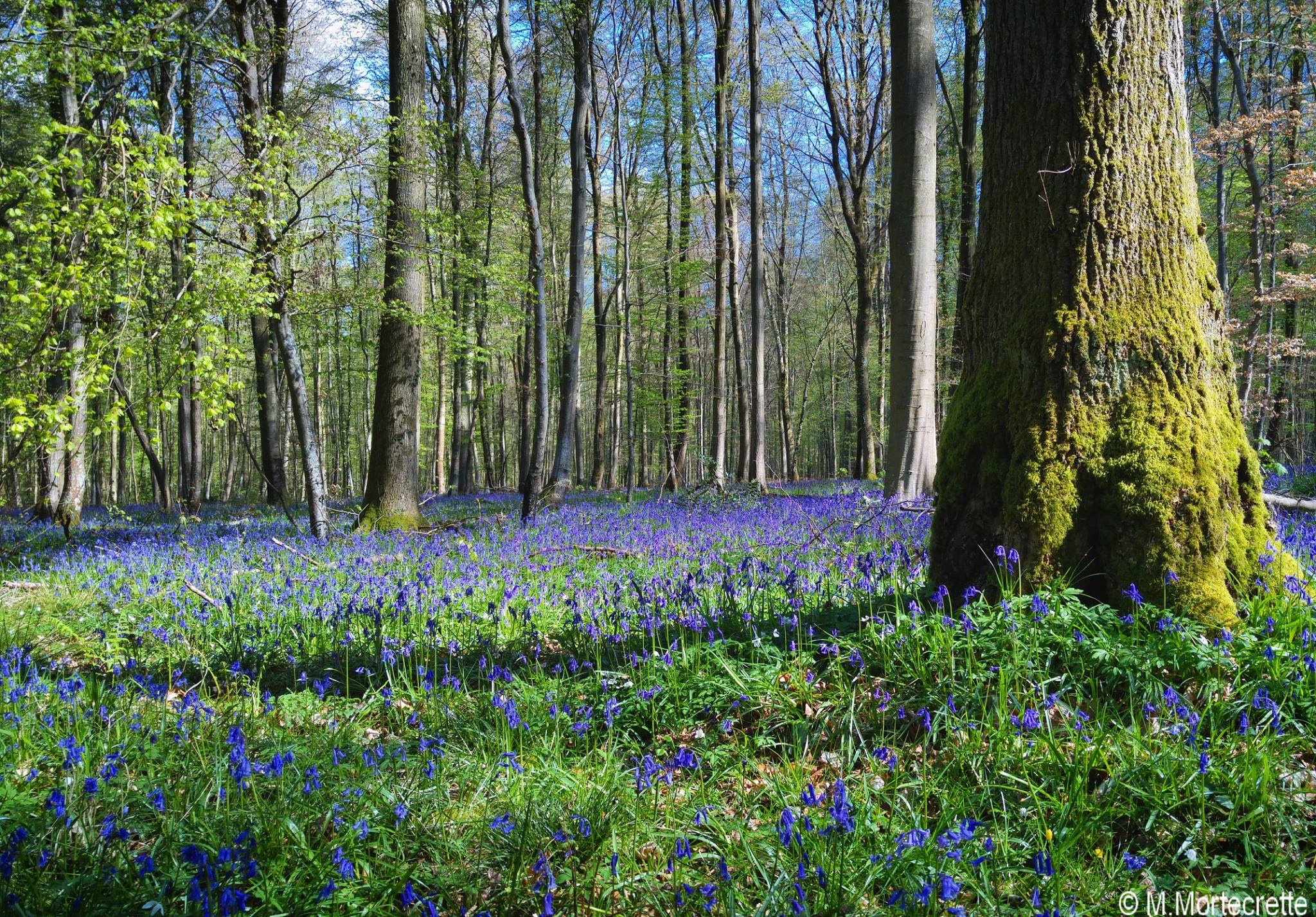 Foret-de-Lyons Jacinthes-MMortecrette-OTLyonsAndelle