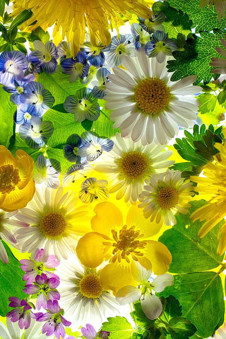 Millefiori avril