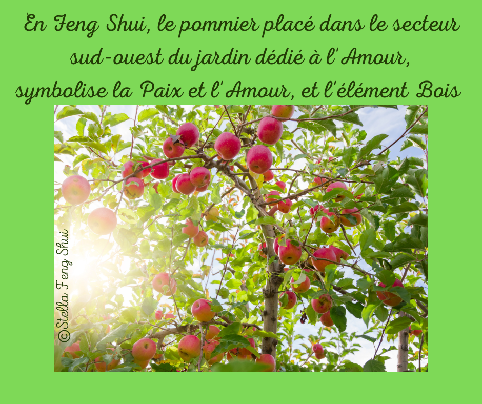 Le-pommier-en-Feng-Shui