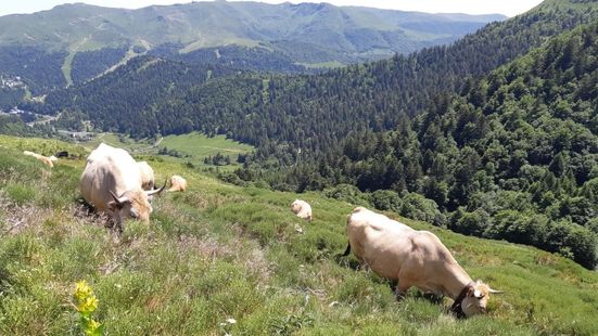 Elevage de Vaches en face du Plomb du Cantal