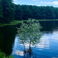 Petit Arbre et la Fée du Lac ...