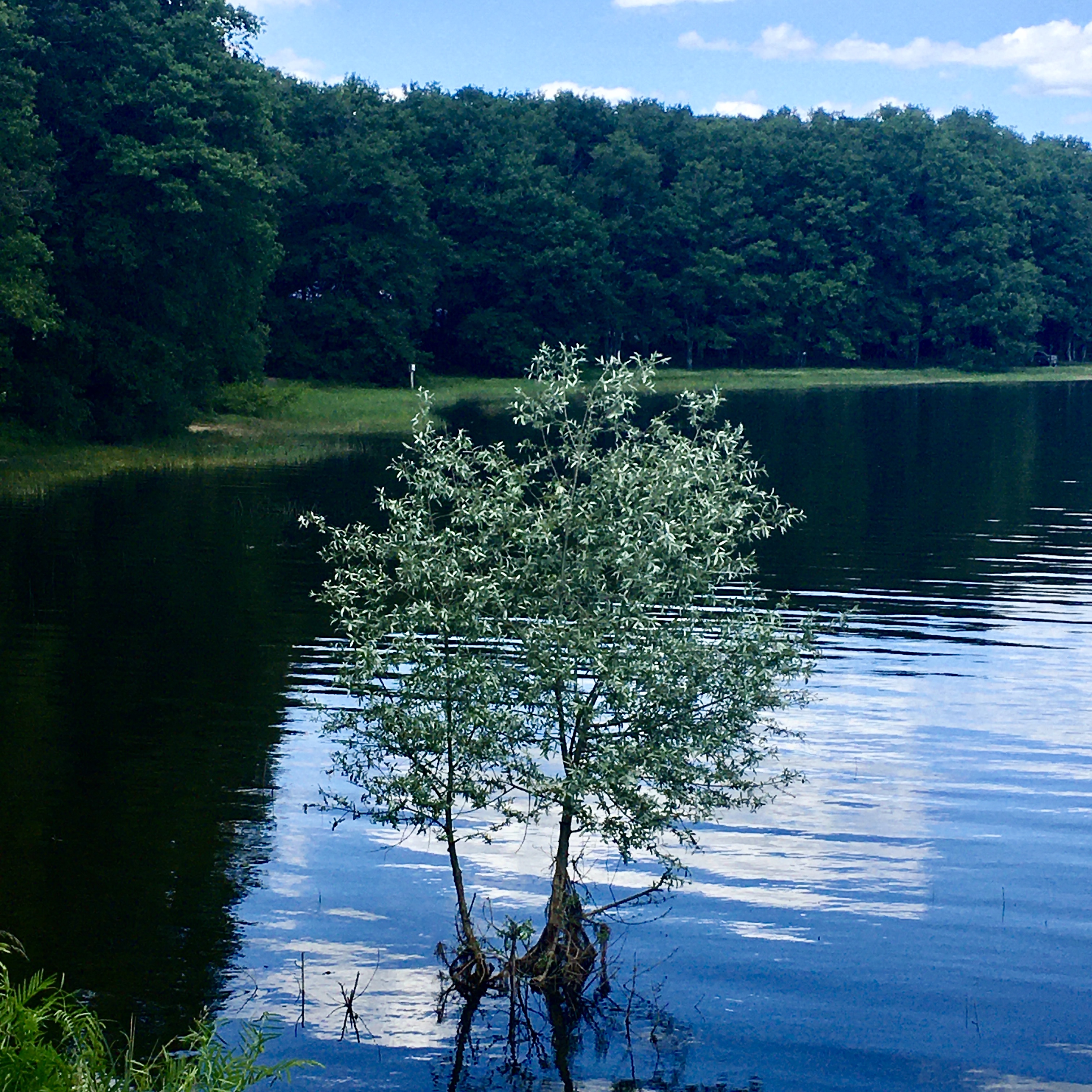 Petit arbre 