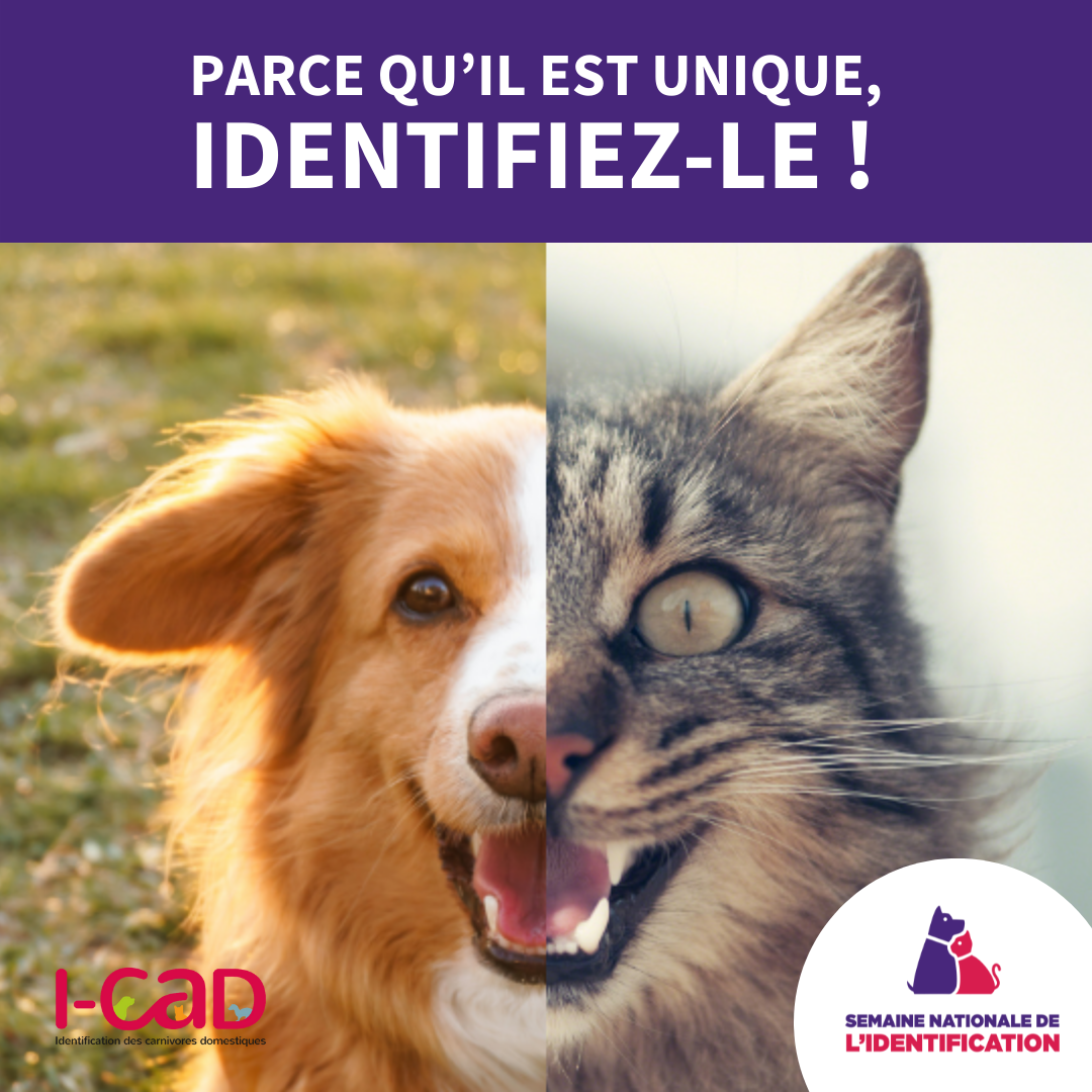 Identification