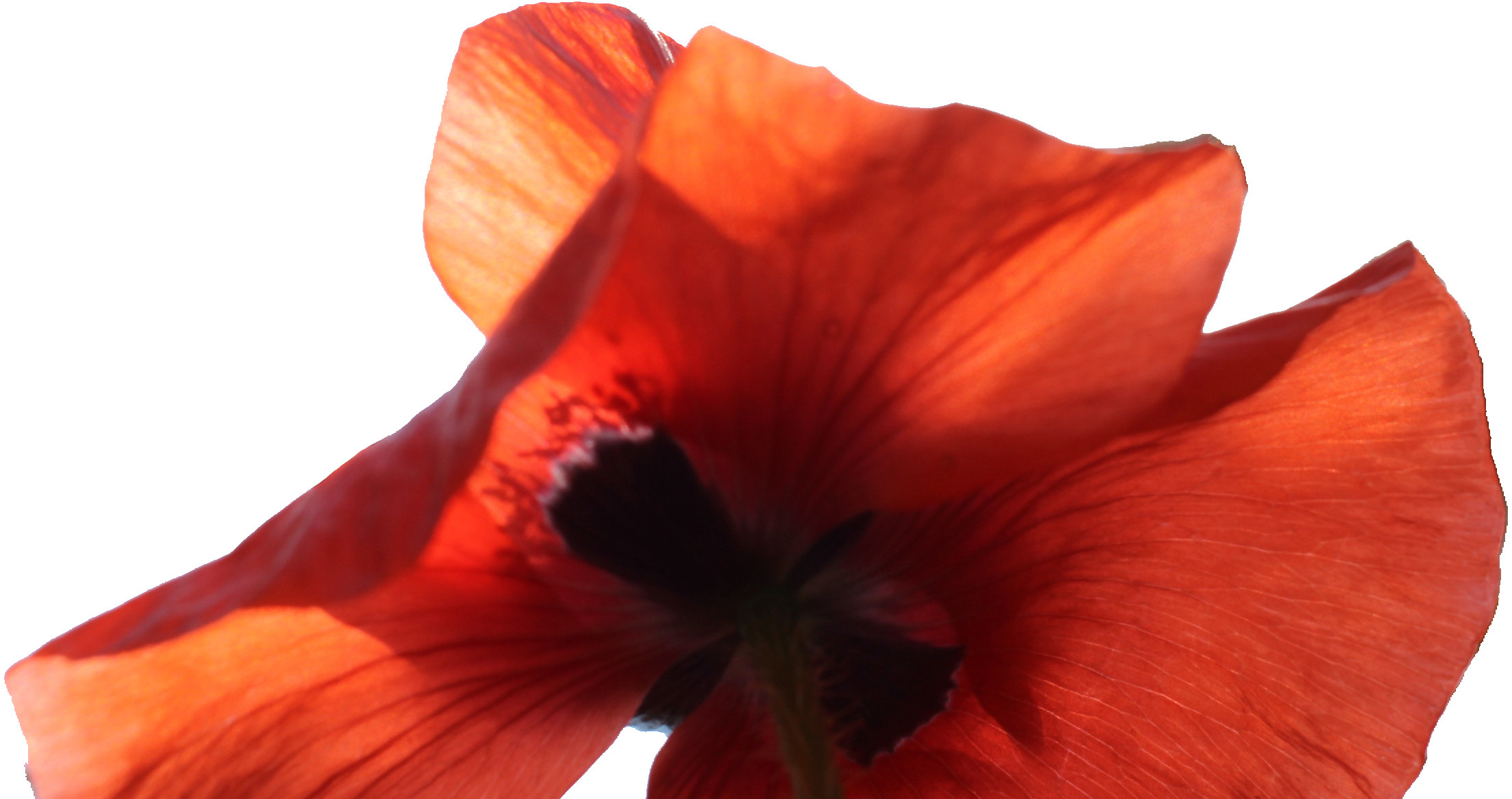 Coquelicot veronique perraud naturopathe grenoble spécialisée accompagnement personnes hypersensibles praticienne en reflexologie plantaire et massages amma