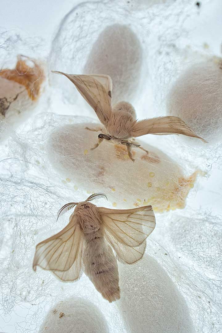 Cocon bombyx 2