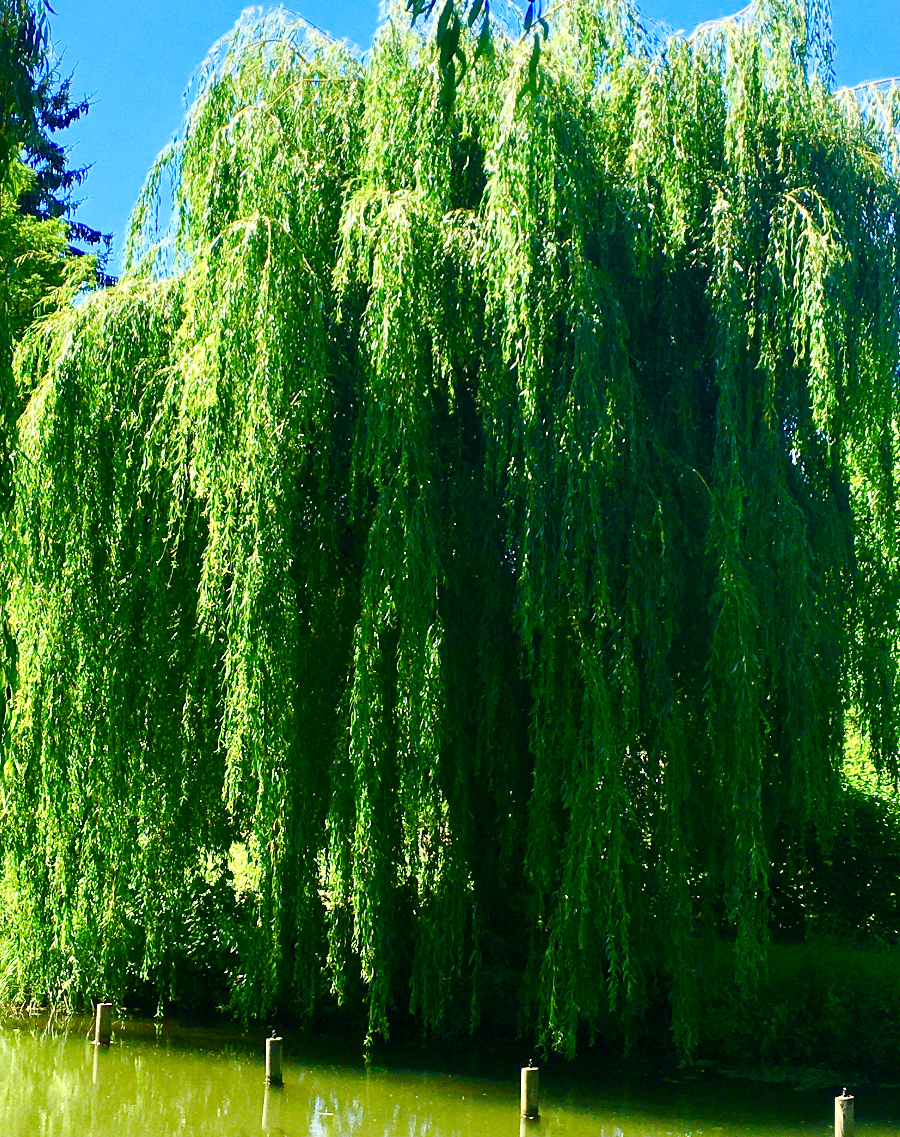 Pourquoi le Saule pleure-t'il ?